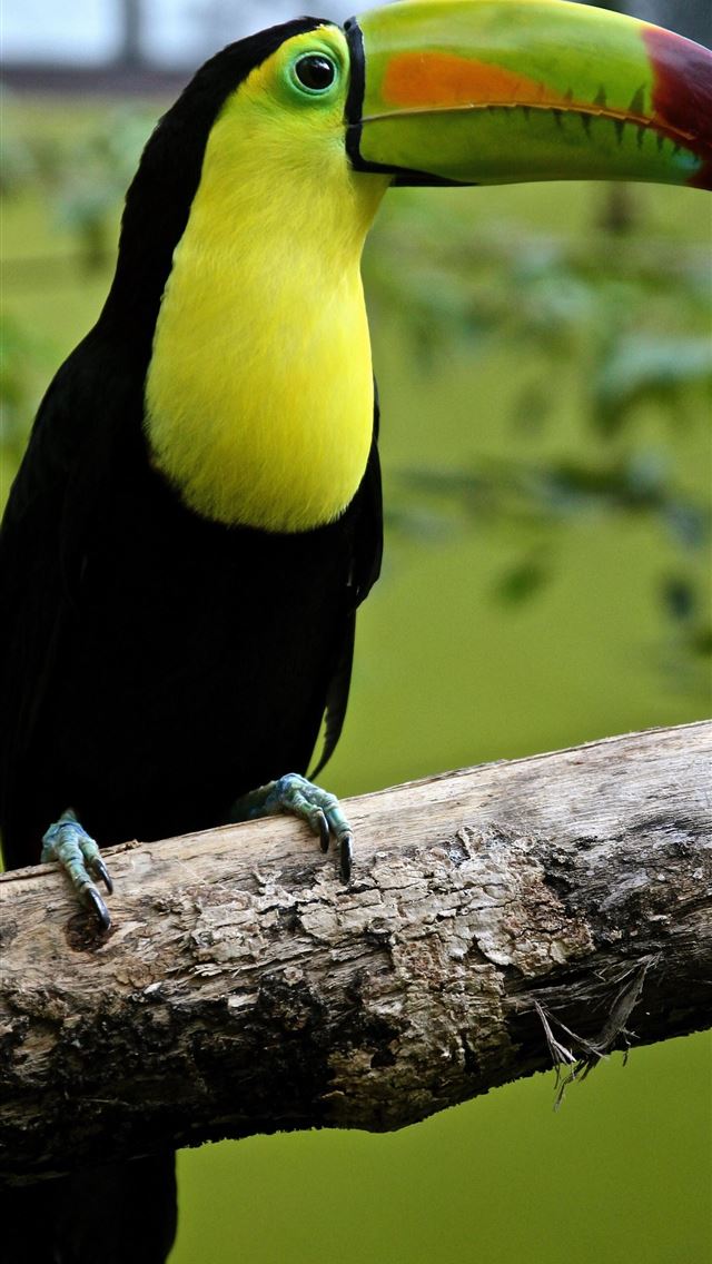 1284x2778 rhinoceros hornbill - rhinoceros hornbill iPhone Wallpaper