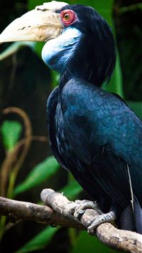 rhinoceros hornbill wallpaper