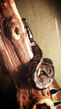 boa constrictor wallpaper