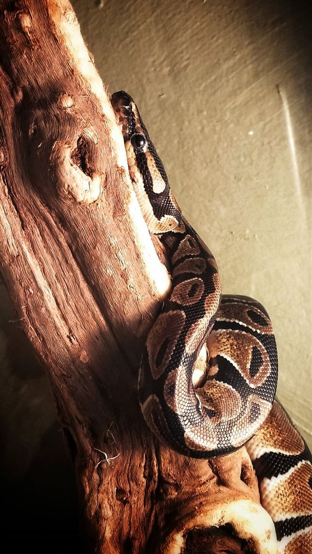 1284x2778 boa constrictor - boa constrictor iPhone Wallpaper