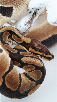 boa constrictor wallpaper