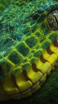 boa constrictor wallpaper