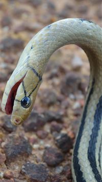 boa constrictor wallpaper