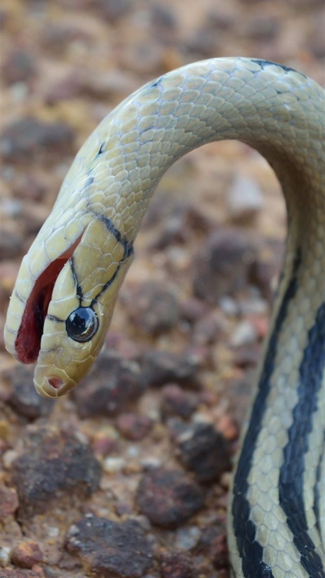 1284x2778 boa constrictor - boa constrictor iPhone Wallpaper