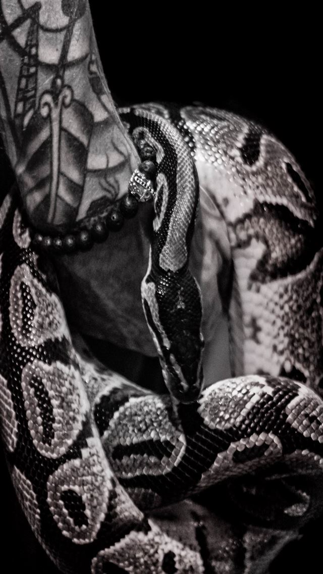 1284x2778 boa constrictor - boa constrictor iPhone Wallpaper