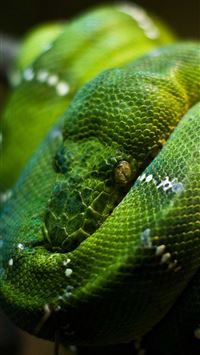 boa constrictor wallpaper