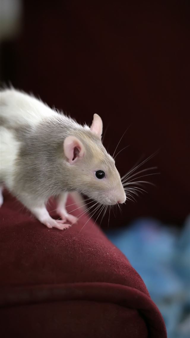 1284x2778 rat - rat iPhone Wallpaper