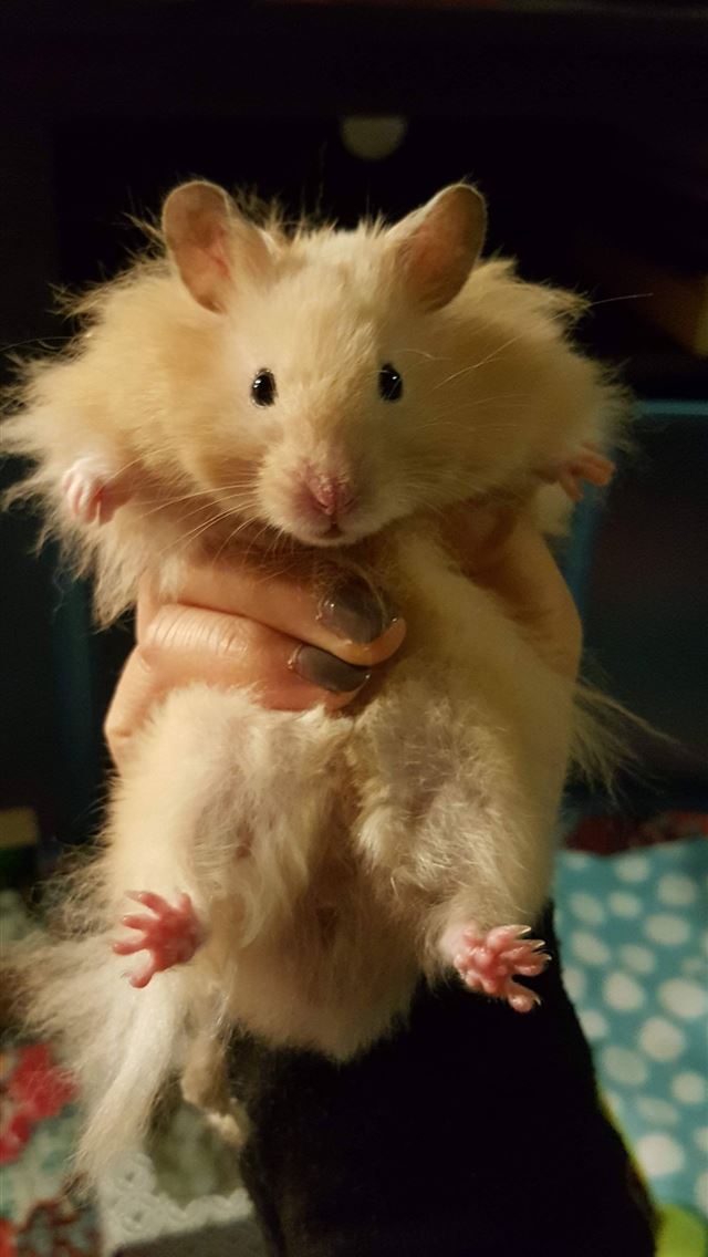 1284x2778 rat - rat iPhone Wallpaper