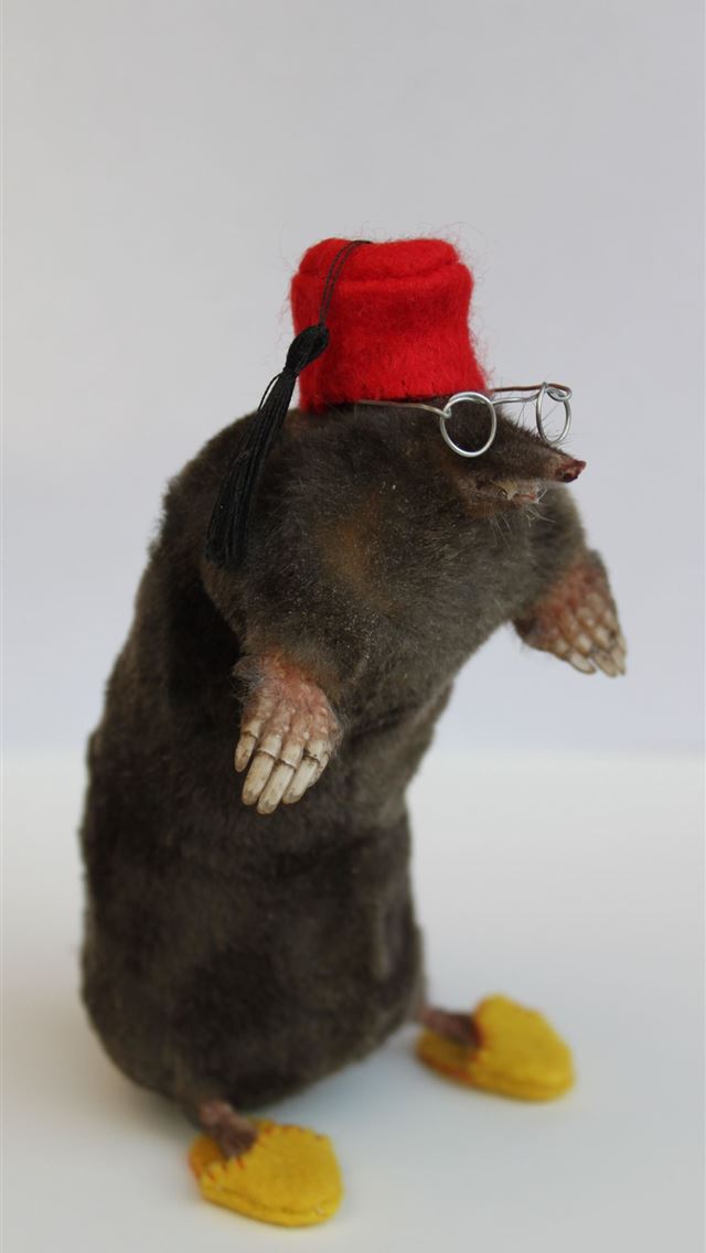 1284x2778 rat - rat iPhone Wallpaper