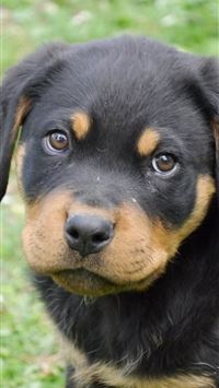 slowpoke hd wallpaper