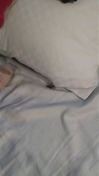 daikichi kawachi wallpaper