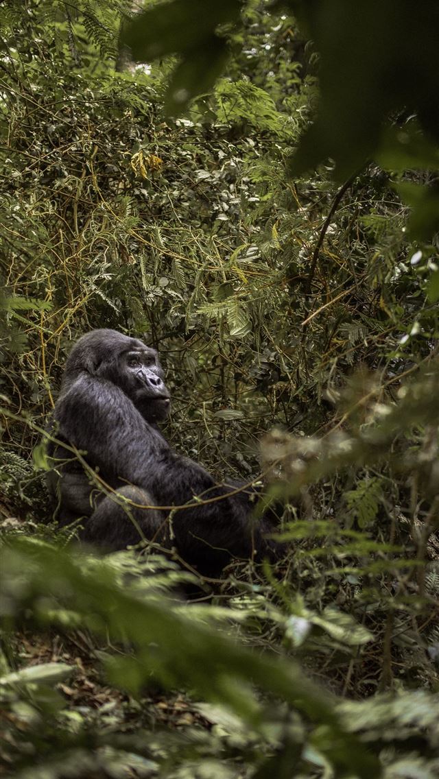 1284x2778 uganda - uganda iPhone Wallpaper