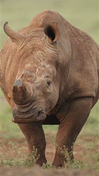 white rhinoceros wallpaper