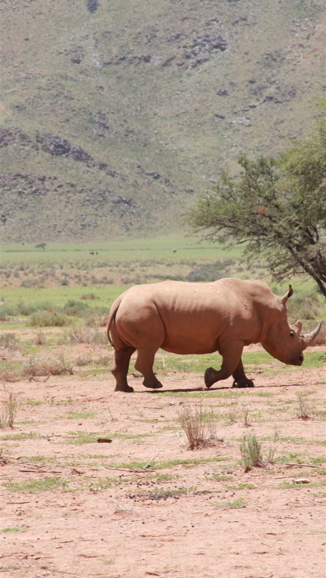 1284x2778 white rhinoceros - white rhinoceros iPhone Wallpaper