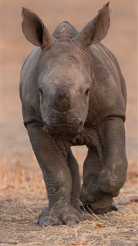 white rhinoceros wallpaper