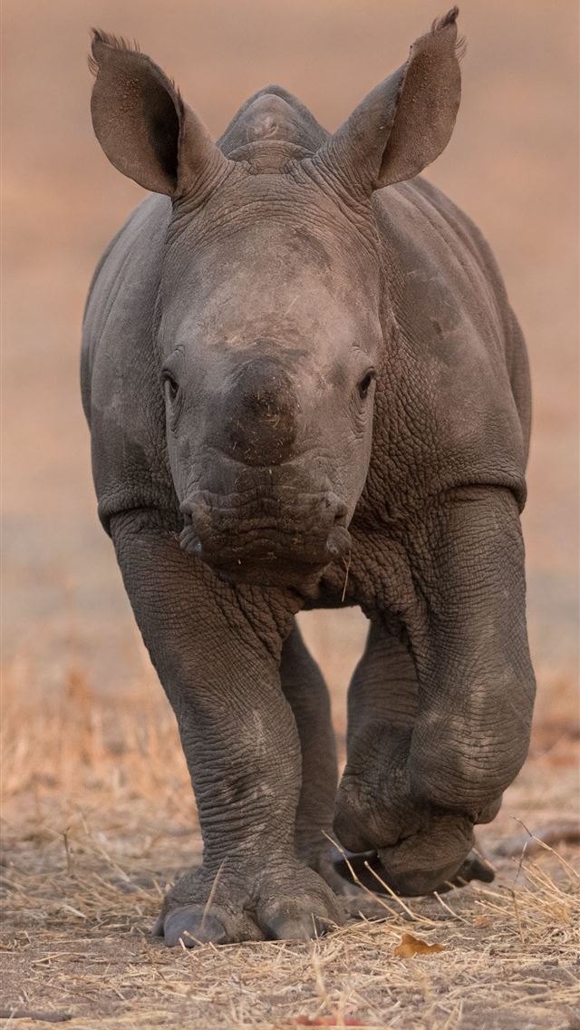 1284x2778 white rhinoceros - white rhinoceros iPhone Wallpaper