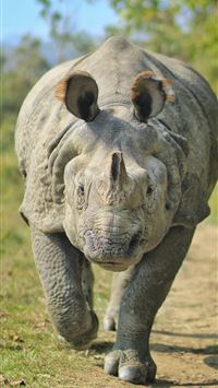 white rhinoceros wallpaper