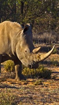 white rhinoceros wallpaper