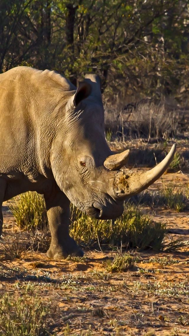 1284x2778 white rhinoceros - white rhinoceros iPhone Wallpaper