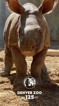 white rhinoceros wallpaper