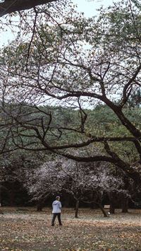 shinjuku gyoen wallpaper