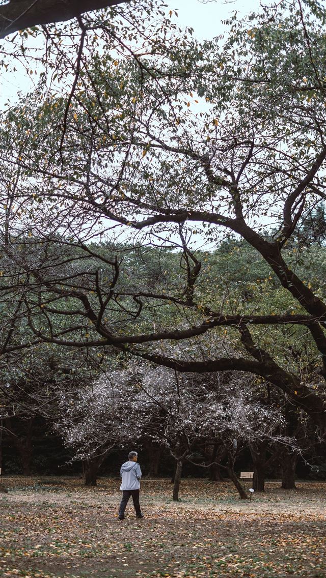 1284x2778 shinjuku gyoen - shinjuku gyoen iPhone Wallpaper