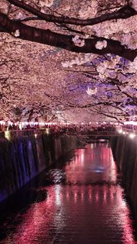 shinjuku gyoen wallpaper