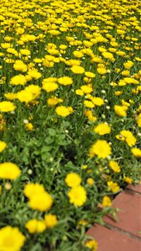 shinjuku gyoen wallpaper