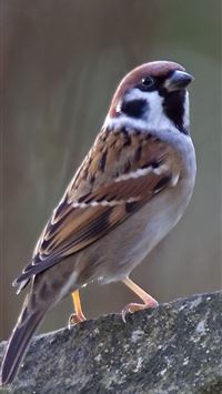 house sparrow wallpaper