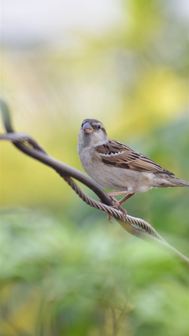 1284x2778 house sparrow - house sparrow iPhone Wallpaper