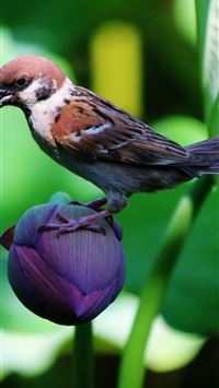 house sparrow wallpaper