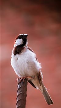 house sparrow wallpaper