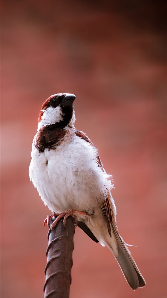1284x2778 house sparrow - house sparrow iPhone Wallpaper