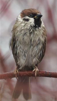 house sparrow wallpaper