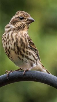 house sparrow wallpaper