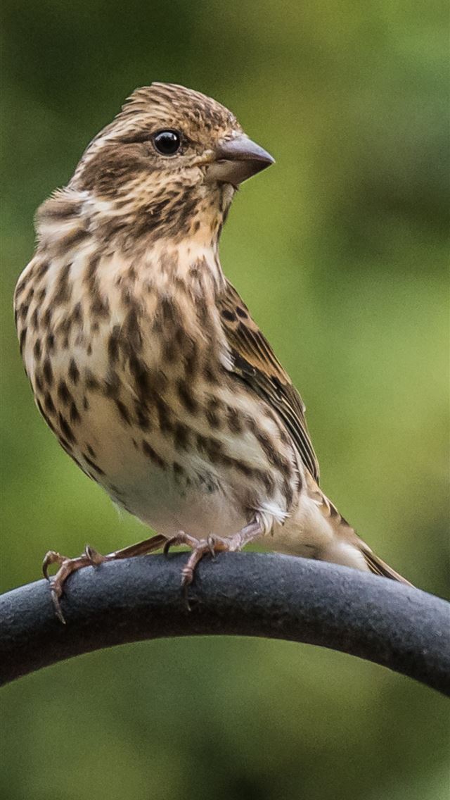 1284x2778 house sparrow - house sparrow iPhone Wallpaper