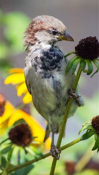 house sparrow wallpaper