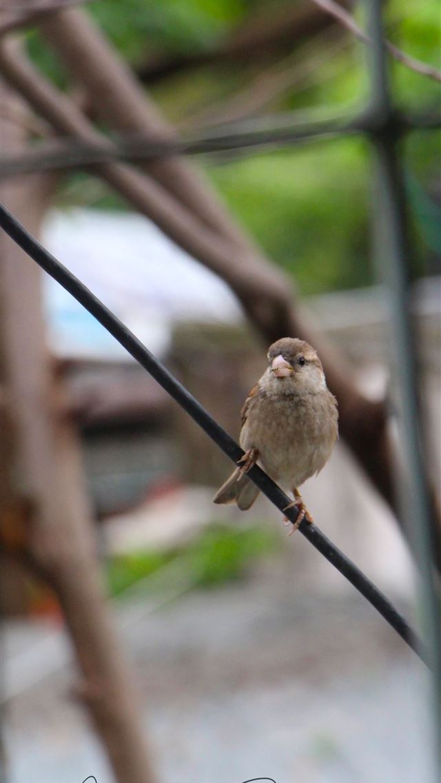 1284x2778 house sparrow - house sparrow iPhone Wallpaper