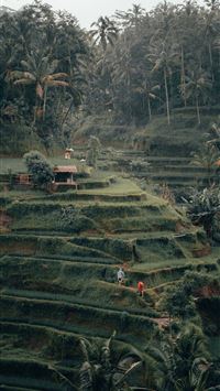 ubud wallpaper