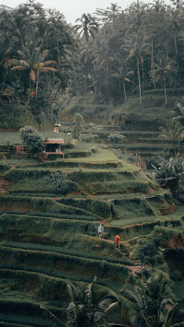 1284x2778 ubud - ubud iPhone Wallpaper