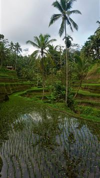 ubud wallpaper