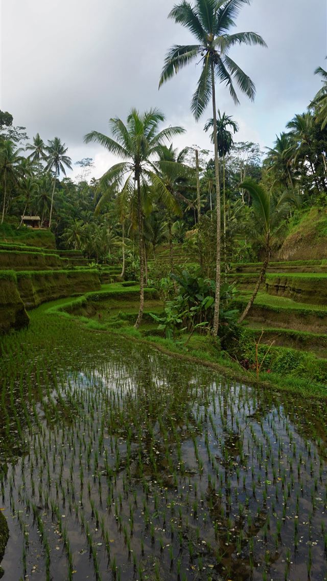 1284x2778 ubud - ubud iPhone Wallpaper