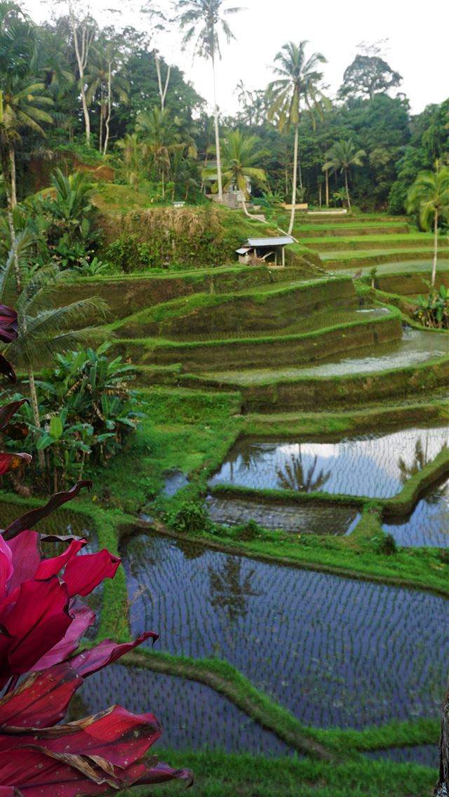 1284x2778 ubud - ubud iPhone Wallpaper