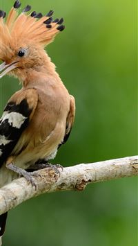 hoopoes wallpaper