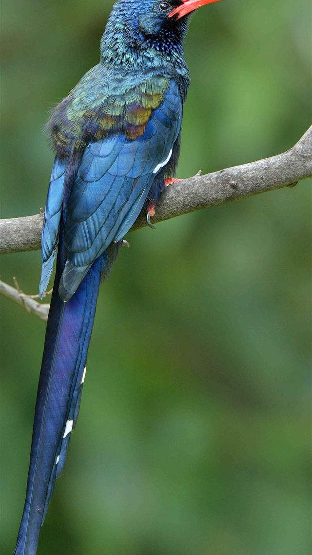 1284x2778 hoopoes - hoopoes iPhone Wallpaper