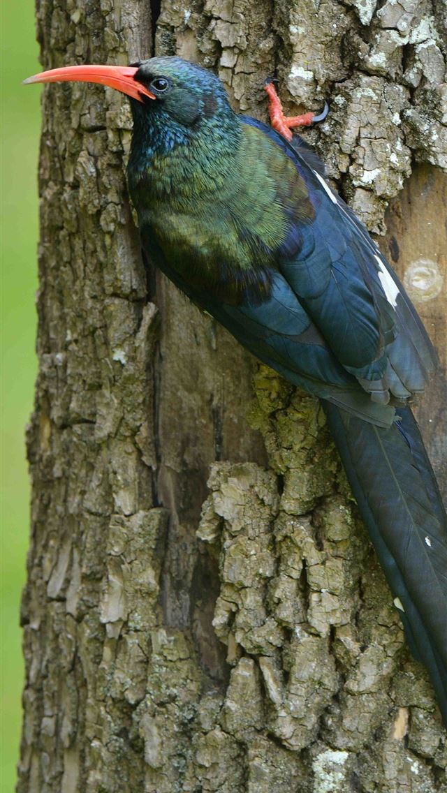 1284x2778 hoopoes - hoopoes iPhone Wallpaper