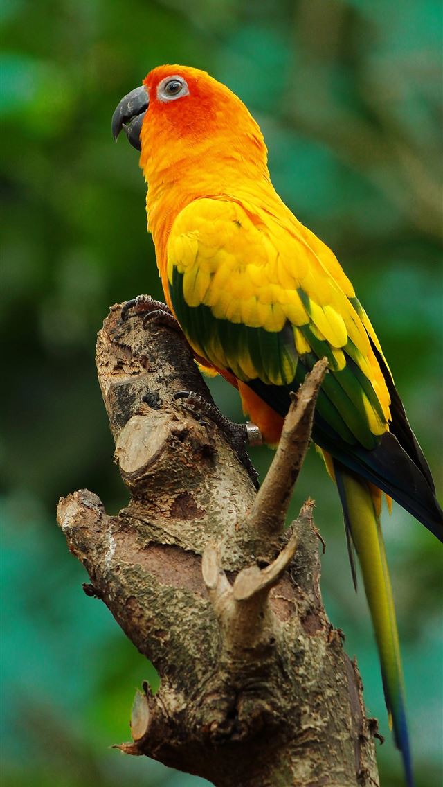 1284x2778 hoopoes - hoopoes iPhone Wallpaper