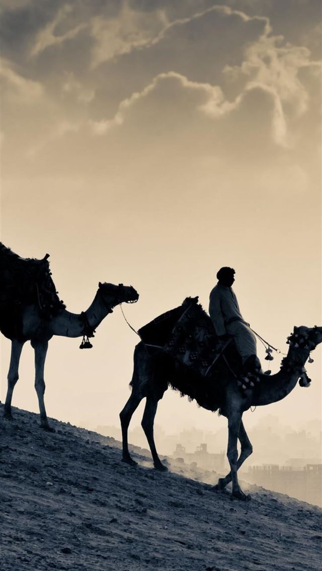 1284x2778 camels - camels iPhone Wallpaper