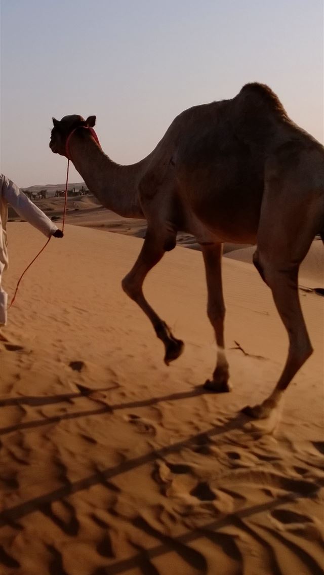 1284x2778 camels - camels iPhone Wallpaper