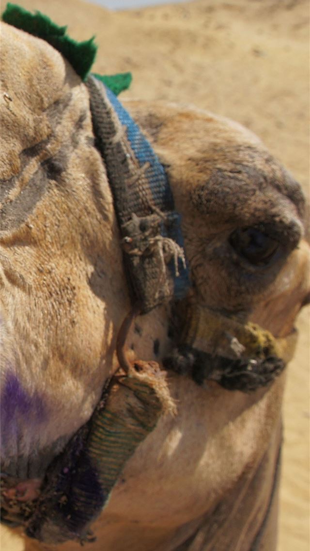1284x2778 camels - camels iPhone Wallpaper